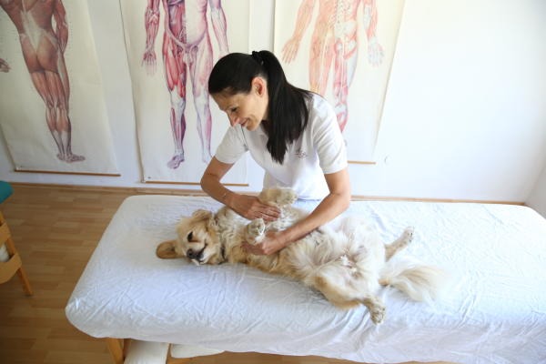 grund Siege bedstemor Klassische Massage am Hund - Dr. Bergler